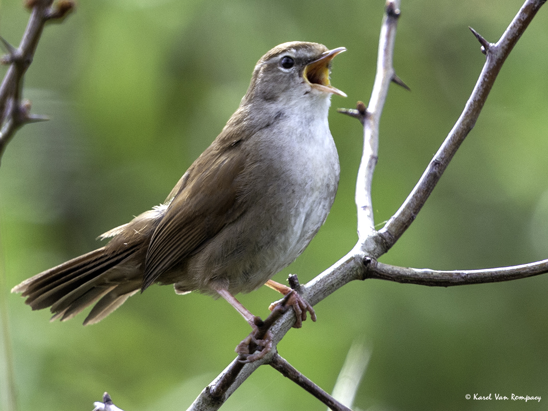 Cetti's zanger