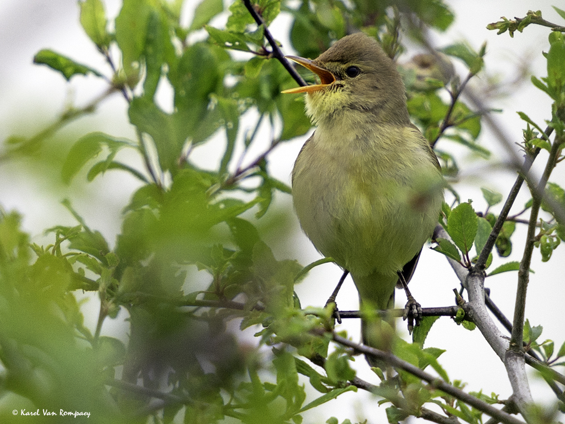 Orpheusspotvogel